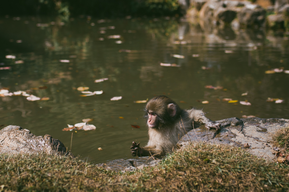 Arashiyama monkey park - The cat, you and us