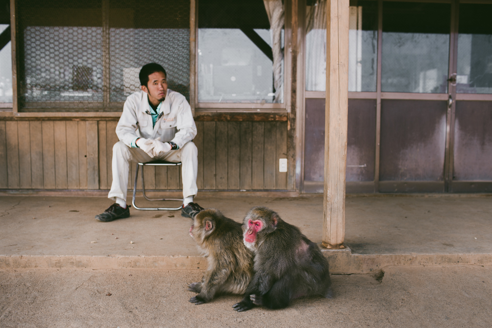 Arashiyama monkey park - The cat, you and us