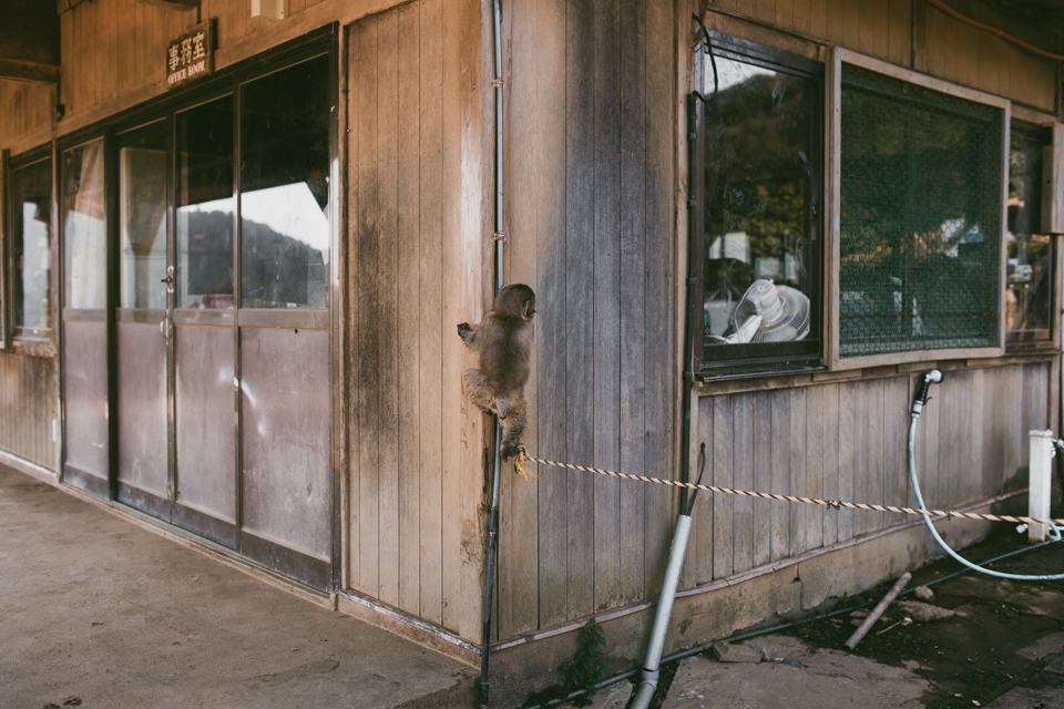 Arashiyama monkey park - The cat, you and us