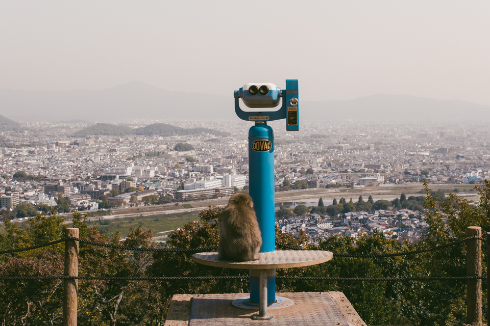 Arashiyama monkey park - The cat, you and us