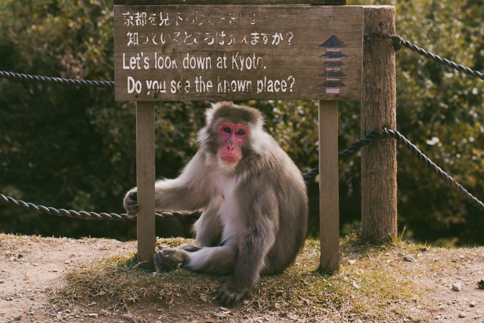 Arashiyama monkey park - The cat, you and us