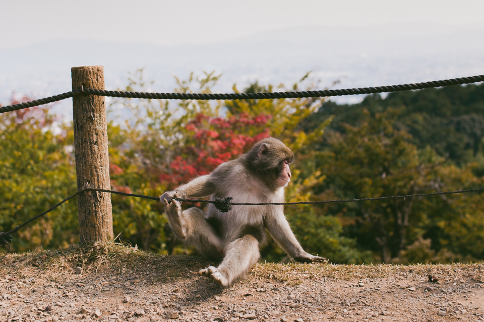 Arashiyama monkey park - The cat, you and us