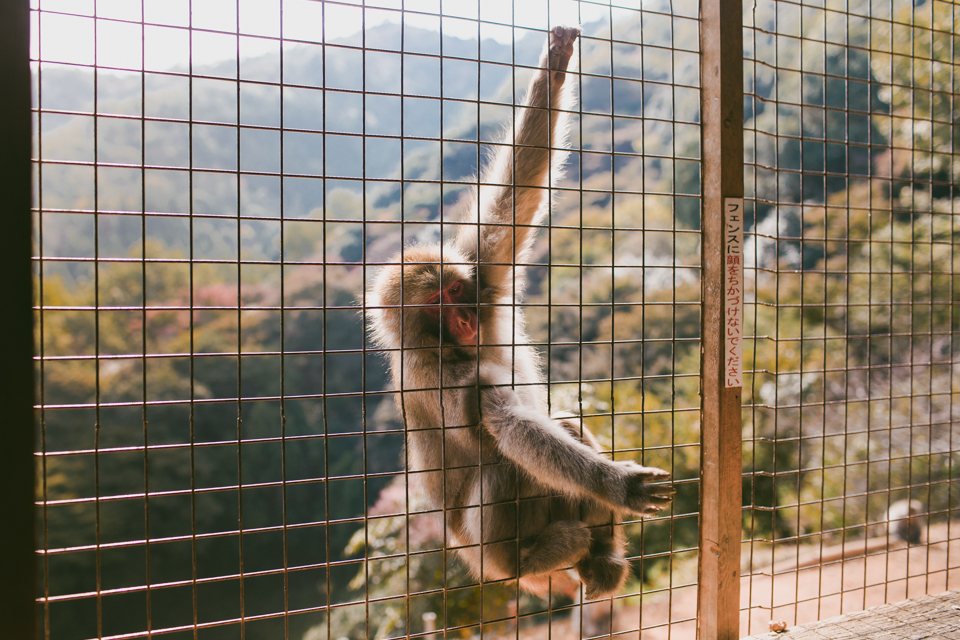 Arashiyama monkey park - The cat, you and us