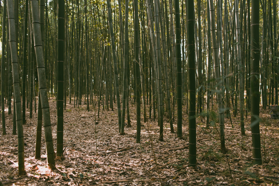 Arashiyama bamboo forest - The cat, you and us