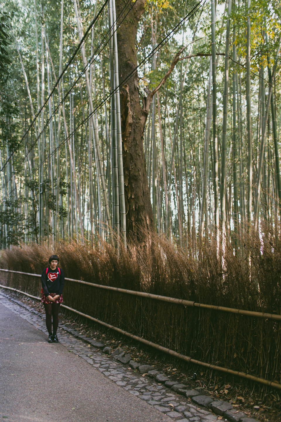 Arashiyama bamboo forest - The cat, you and us