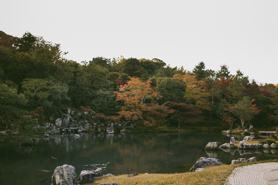 Tenryuji Temple - The cat, you and us