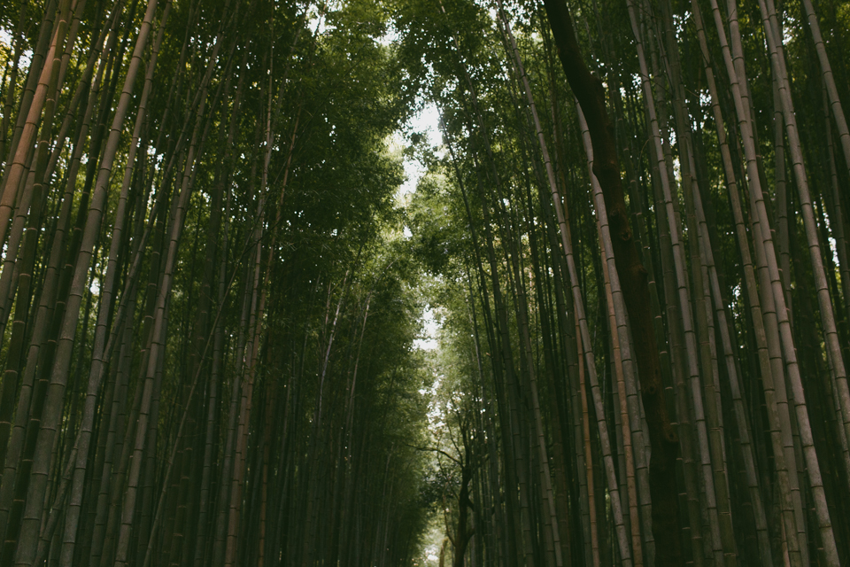 Arashiyama bamboo forest - The cat, you and us