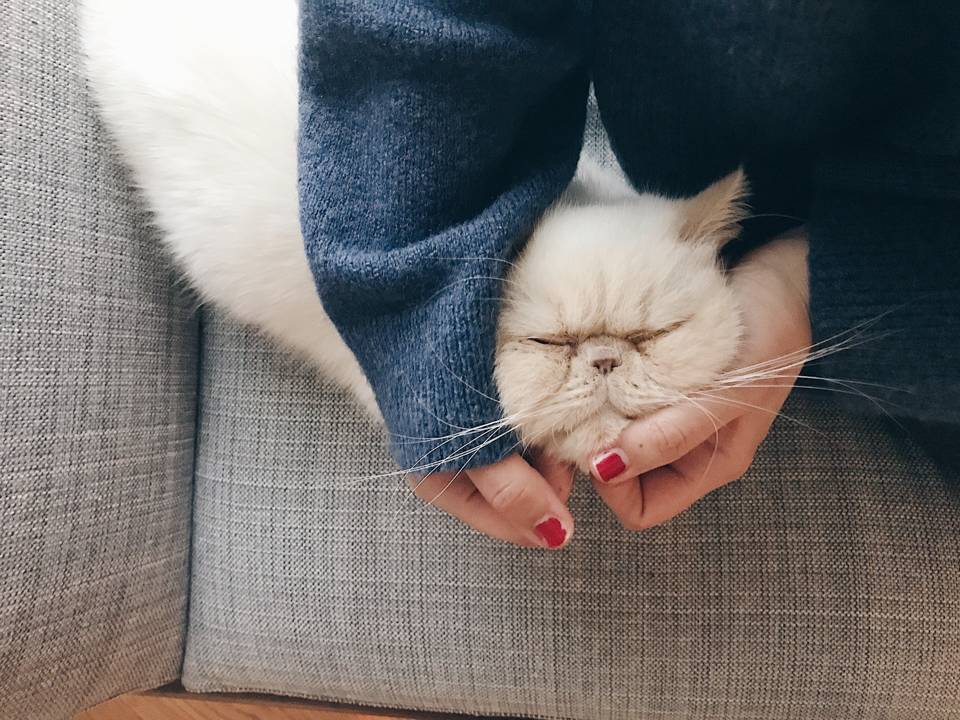 Juno chin rubs - The cat, you and us