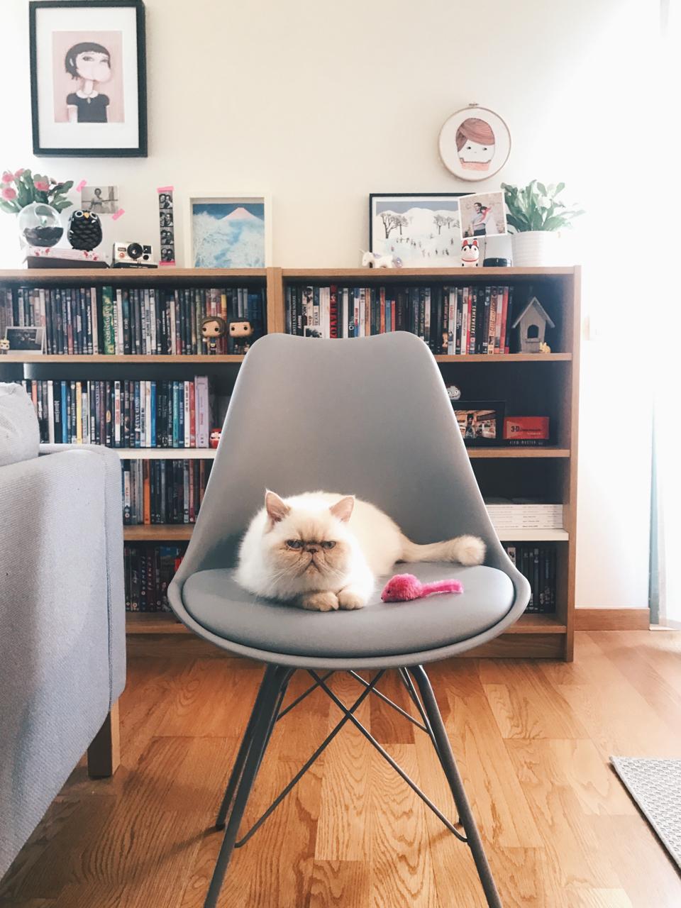 Juno testing the new chairs - The cat, you and us