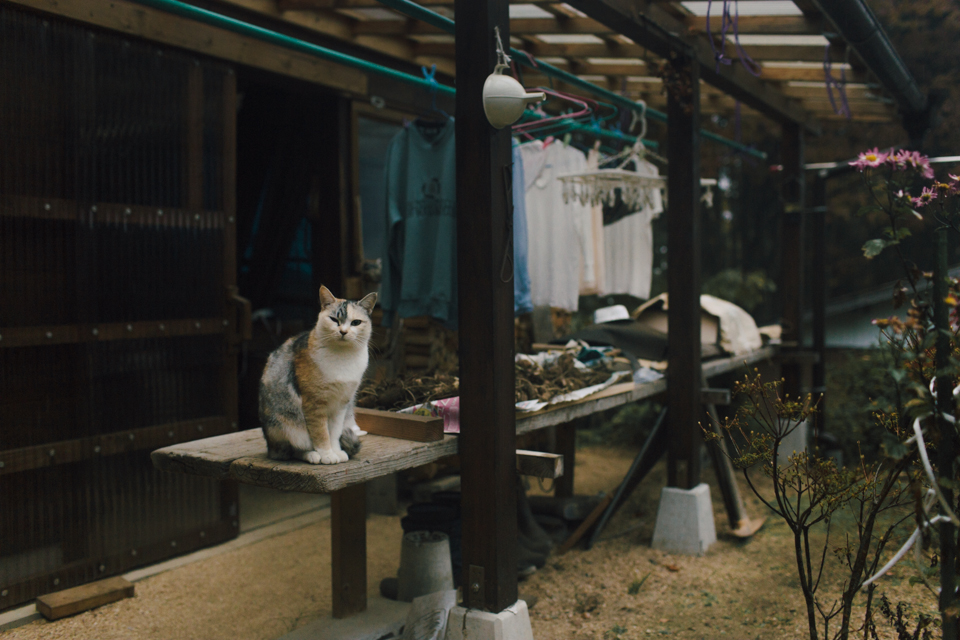 Nakasendo trail - The cat, you and us