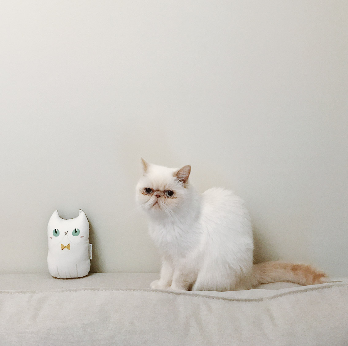 Juno & the cat plushie - The cat, you and us