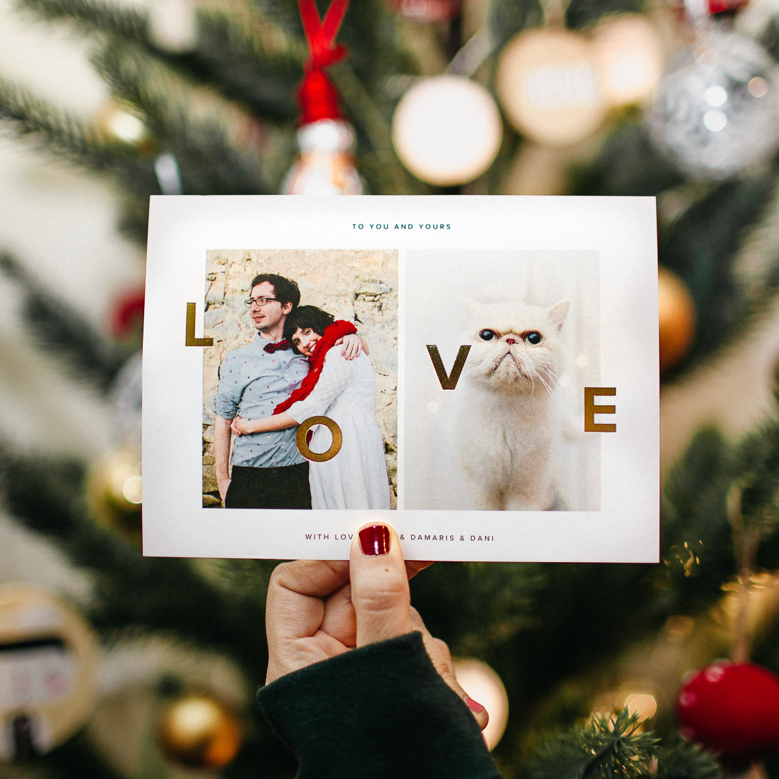 Happy Christmas - The cat, you and us