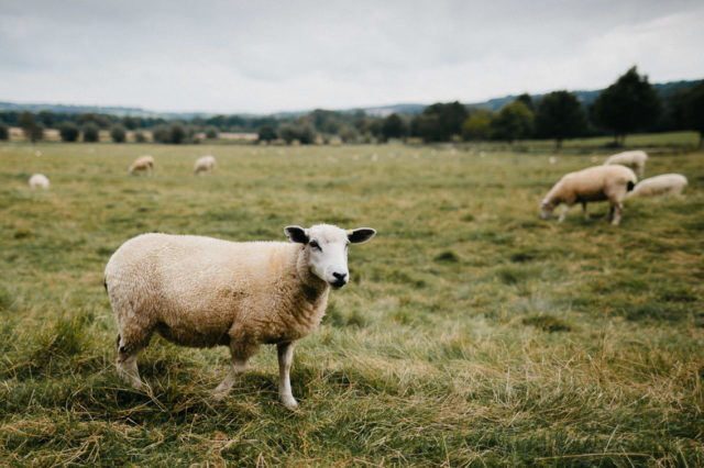 Sheep in Cotswolds - The cat, you and us