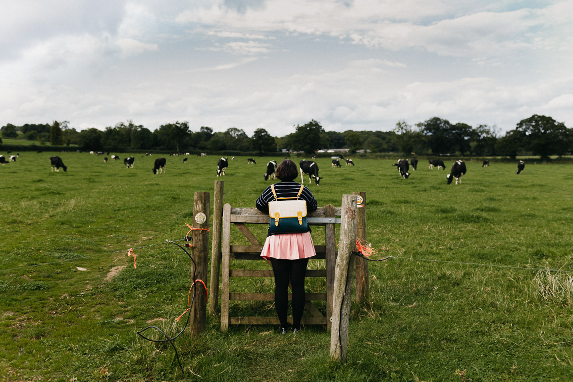 Cows in the middle of Cotswolds walks - The cat, you and us