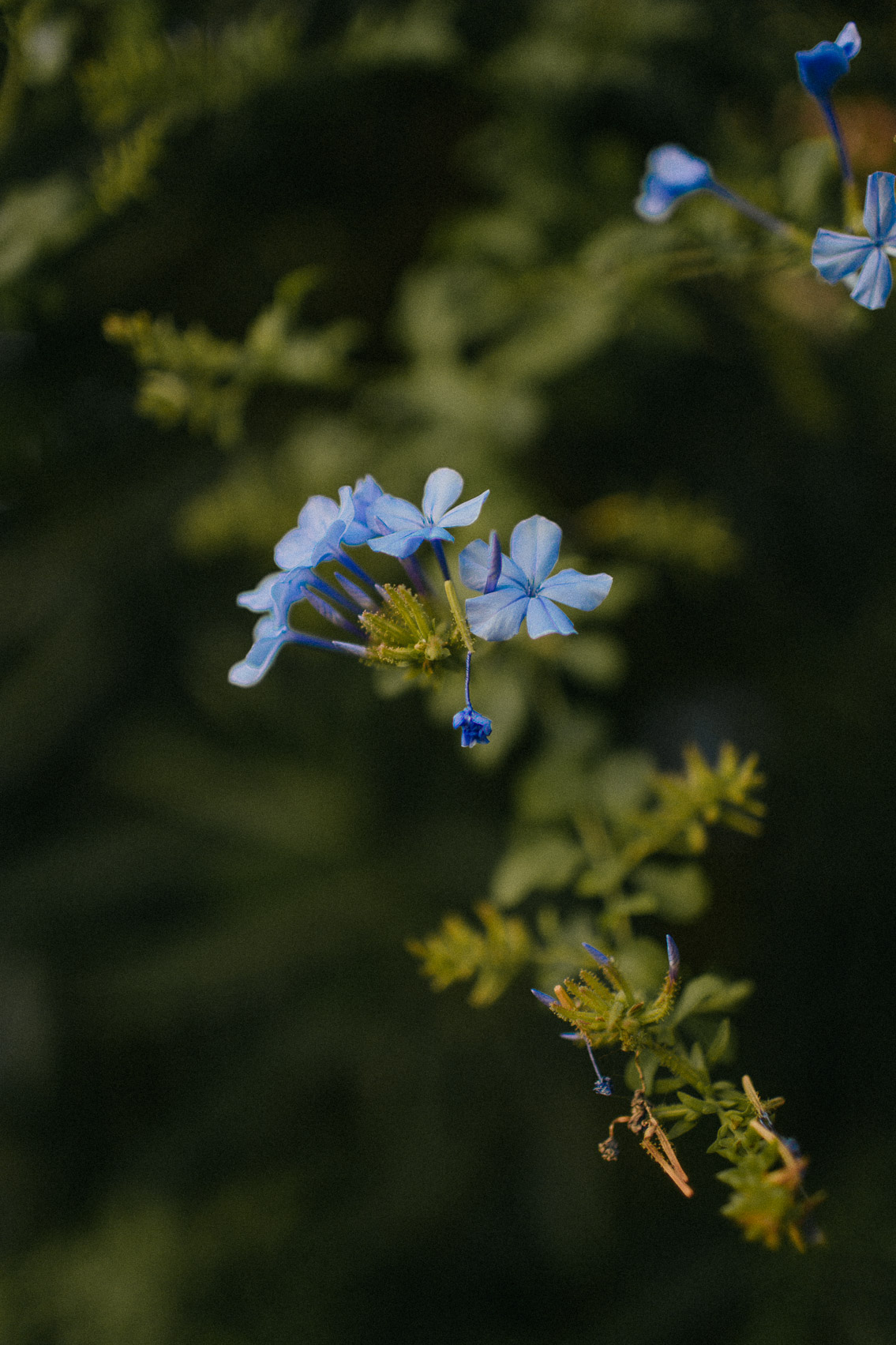 Collioure flowers - The cayt, you and us