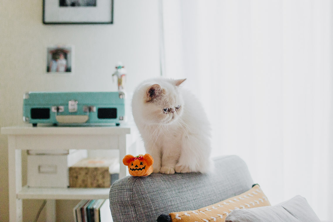Halloween subtle cute home decor - The cat, you and us