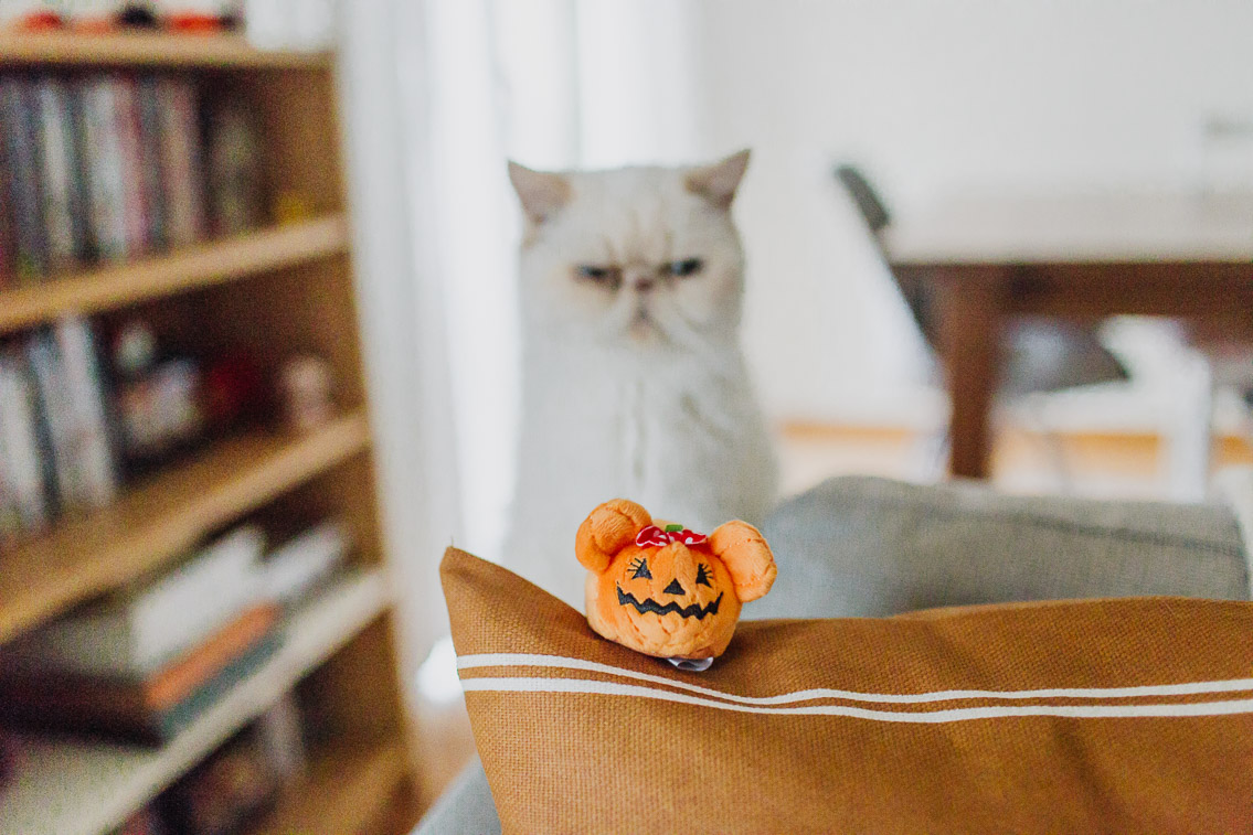 Halloween subtle cute home decor - The cat, you and us