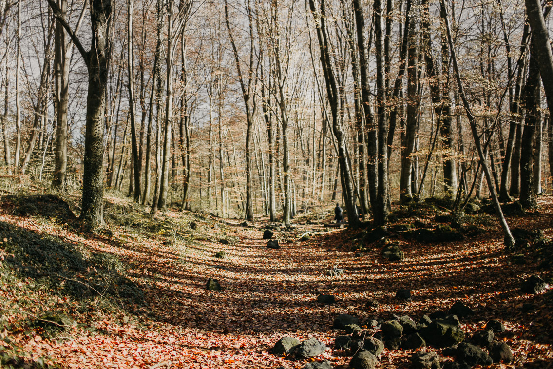 Fageda Olot Autumn colors - The cat, you and us