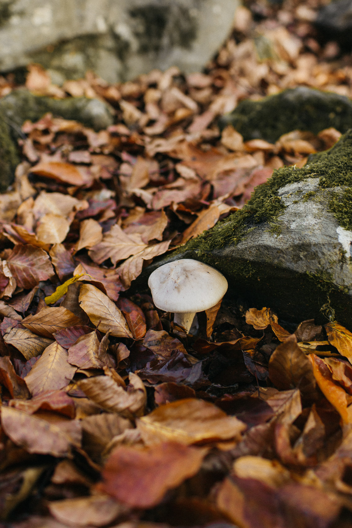 Fageda Olot Autumn colors - The cat, you and us