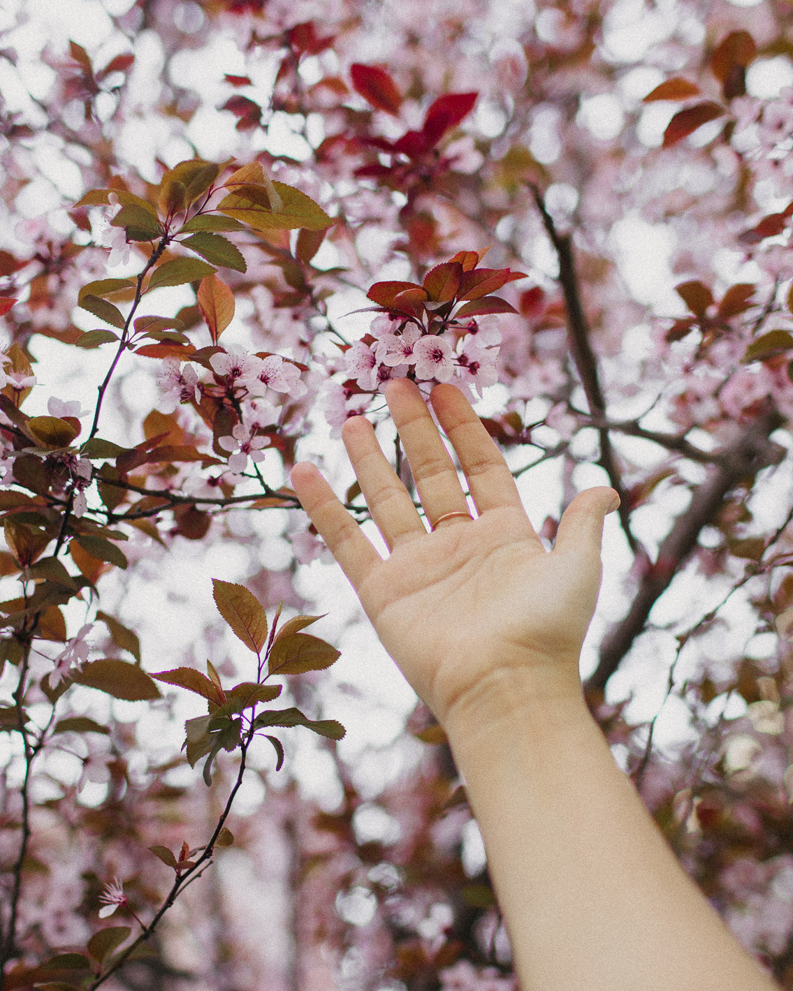 Plum flowers - The cat, you and us