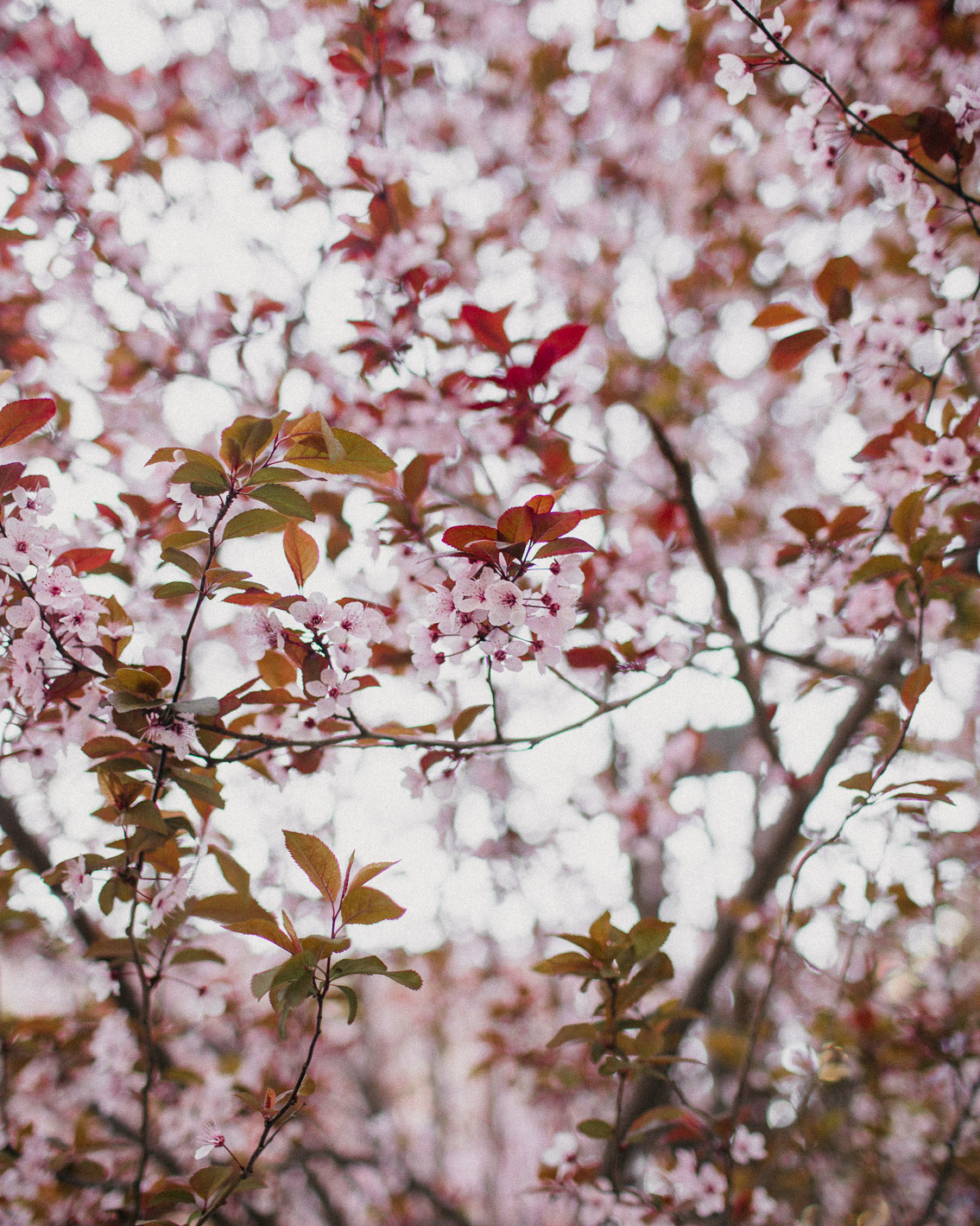 Plum flowers - The cat, you and us