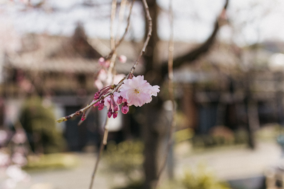 Yanaka Tennoji Temple - The cat, you and us