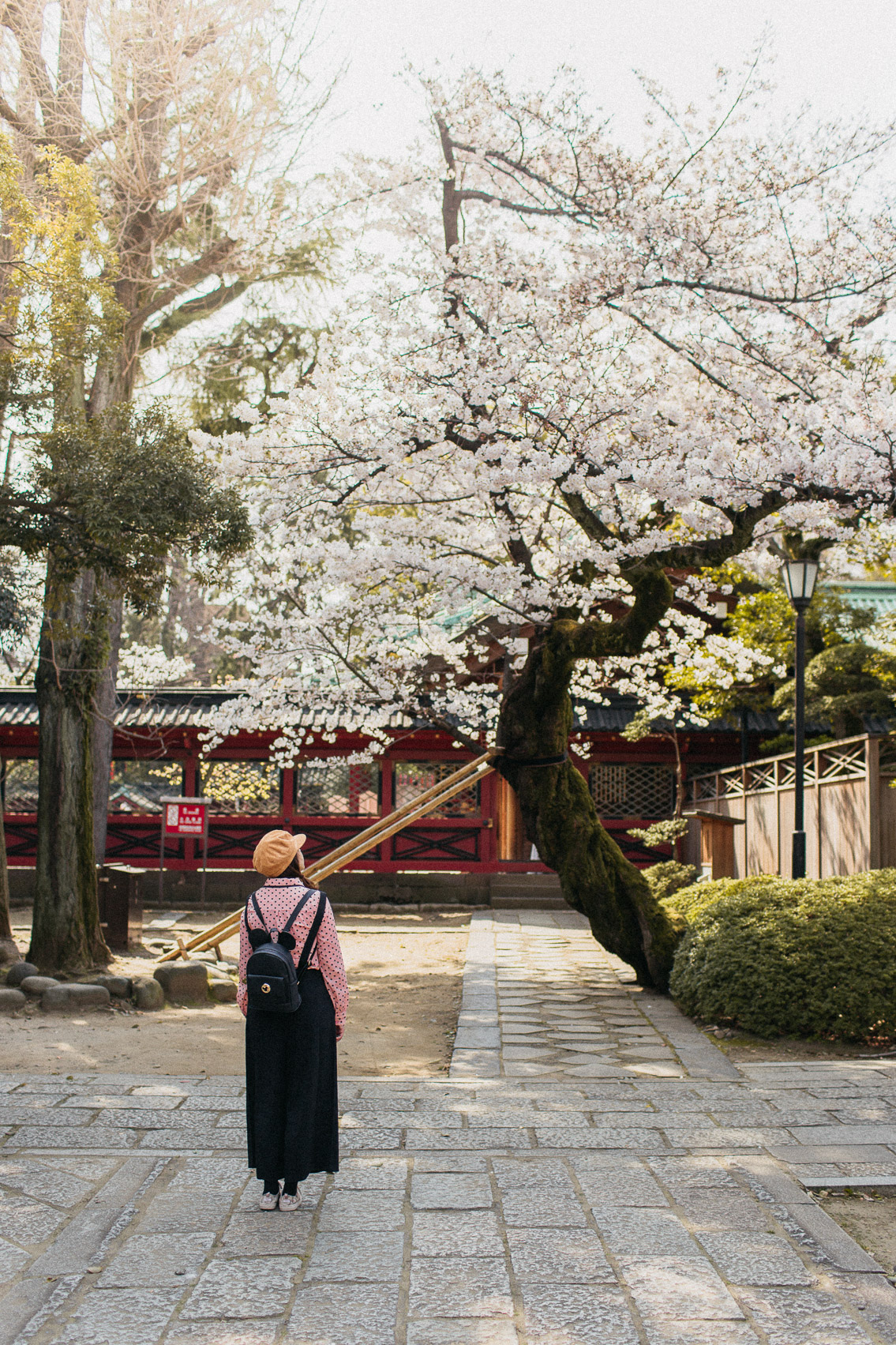 Nezu shrine - The cat, you and us