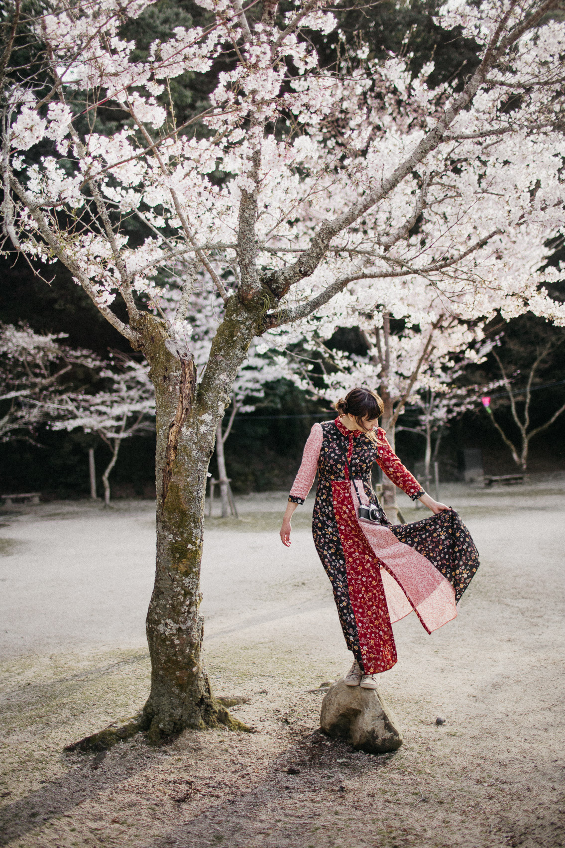 Sakura in Momijidani Park at Miyajima - The cat, you and us