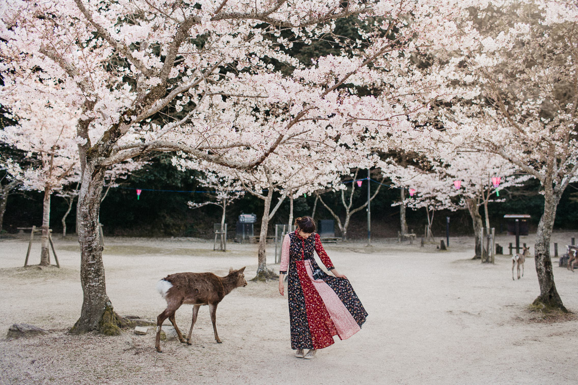 Sakura in Momijidani Park at Miyajima - The cat, you and us