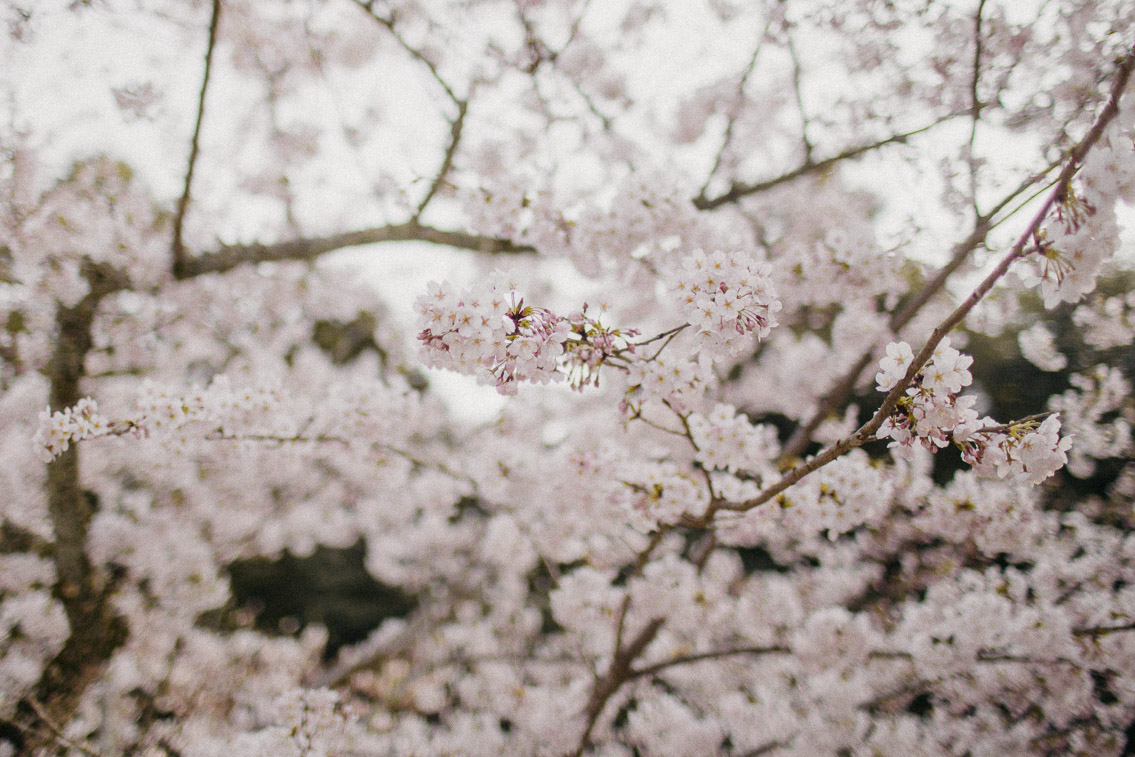 Sakura in Momijidani Park at Miyajima - The cat, you and us