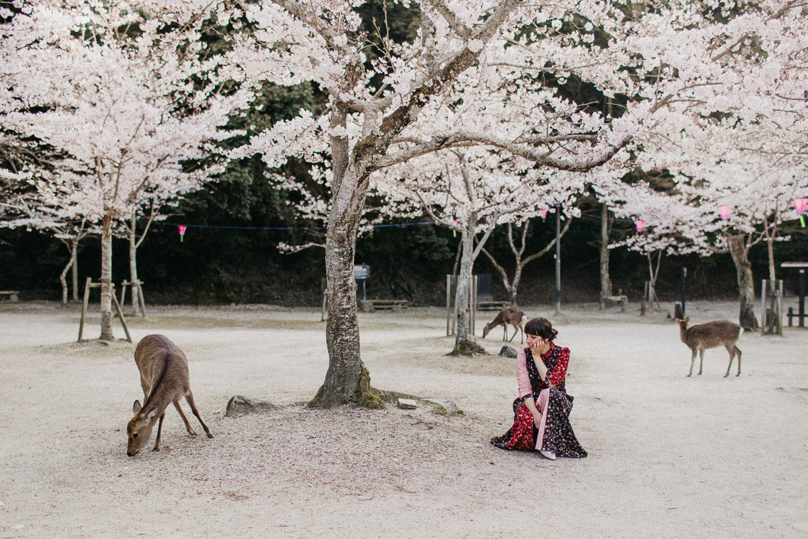 Sakura in Momijidani Park at Miyajima - The cat, you and us