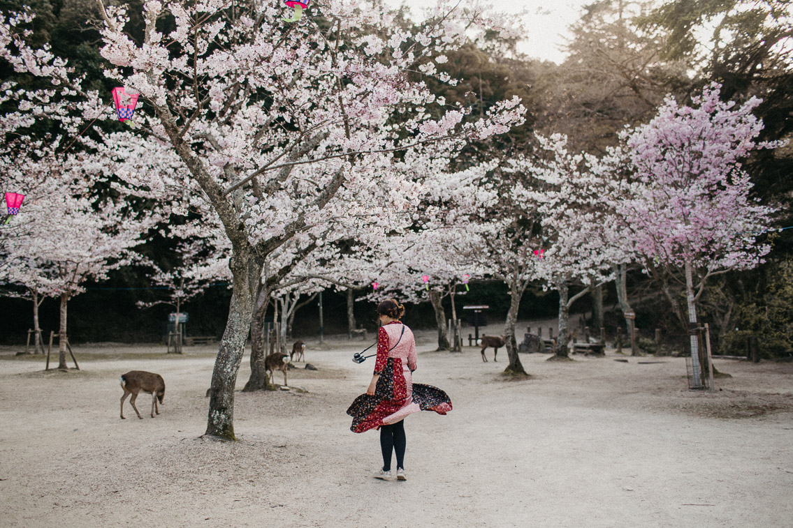 Sakura in Momijidani Park at Miyajima - The cat, you and us