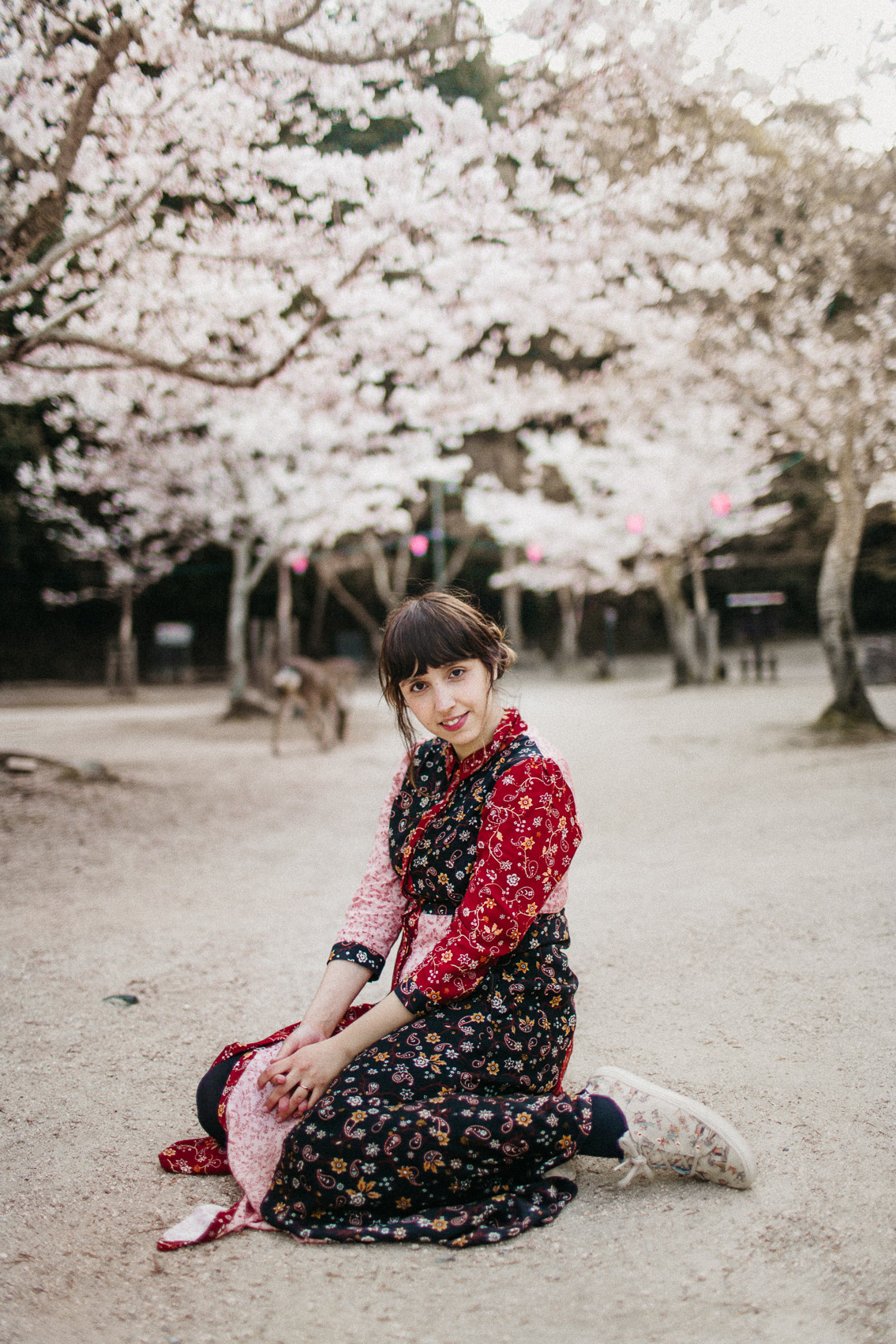 Sakura in Momijidani Park at Miyajima - The cat, you and us