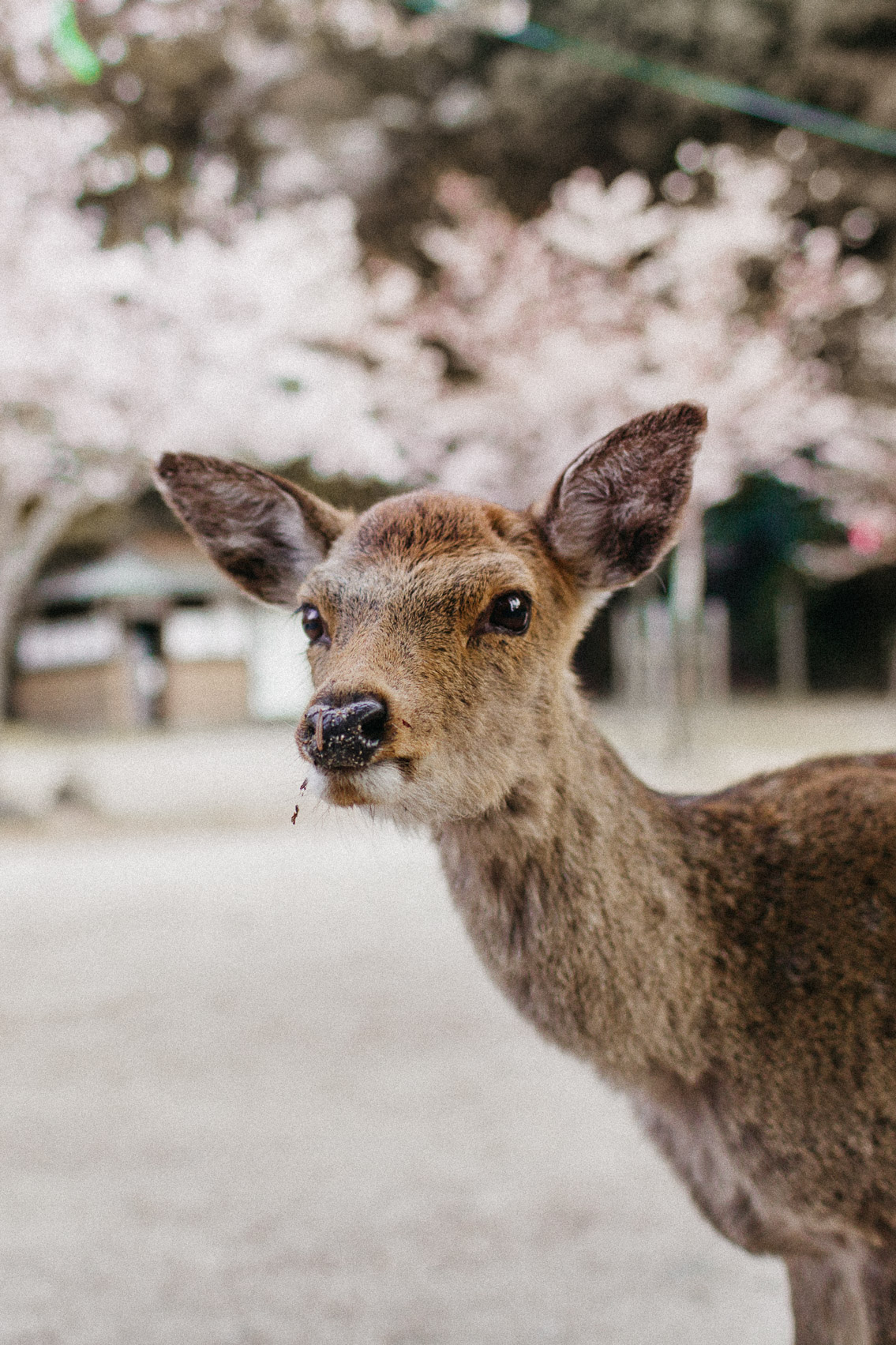 Sakura in Momijidani Park at Miyajima - The cat, you and us