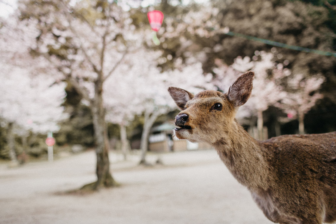 Sakura in Momijidani Park at Miyajima - The cat, you and us