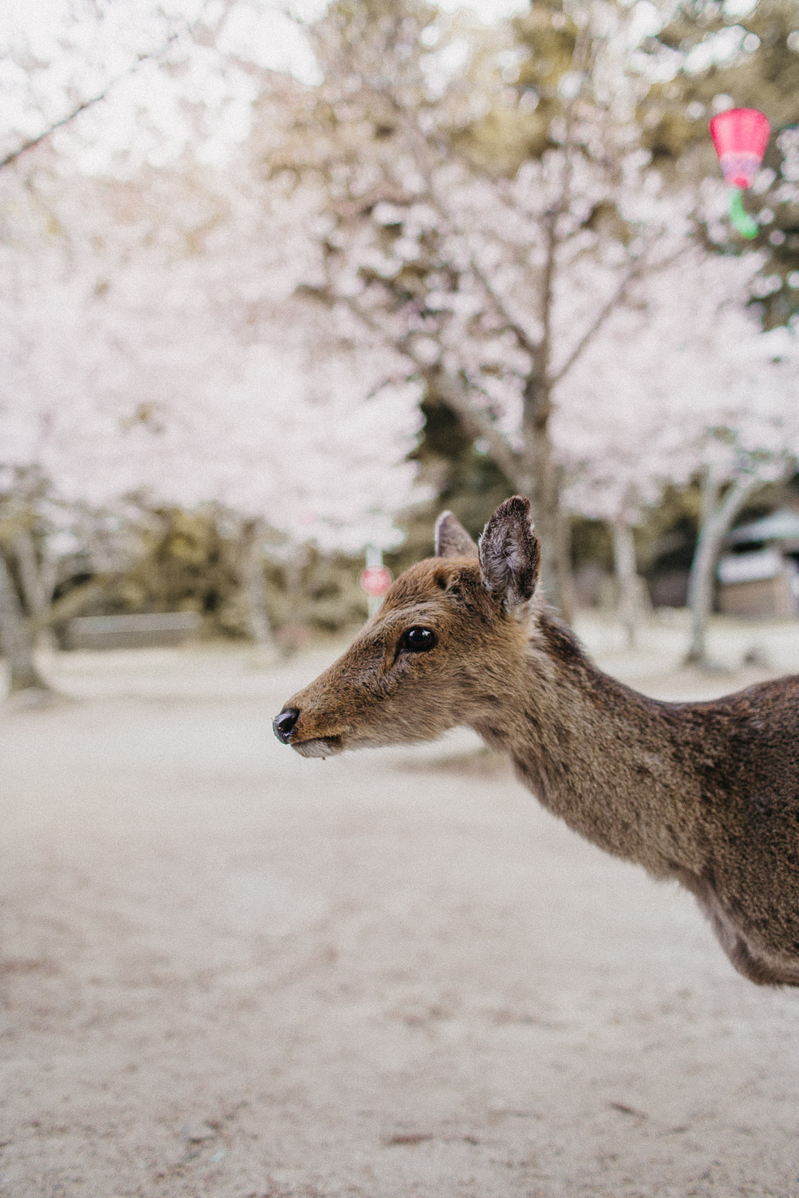 Sakura in Momijidani Park at Miyajima - The cat, you and us