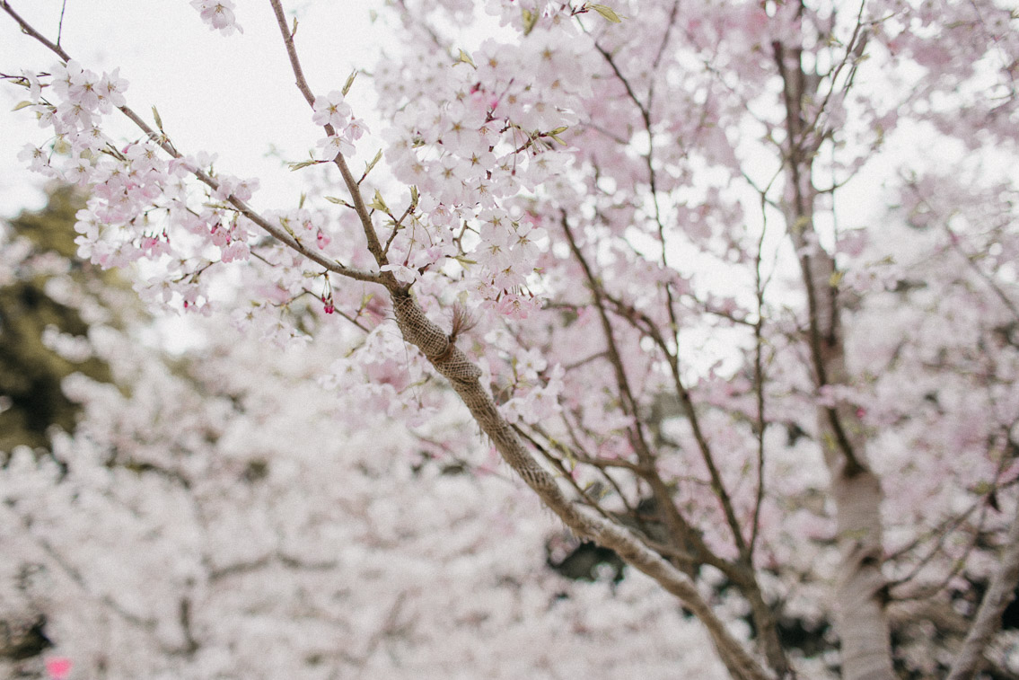 Sakura in Momijidani Park at Miyajima - The cat, you and us