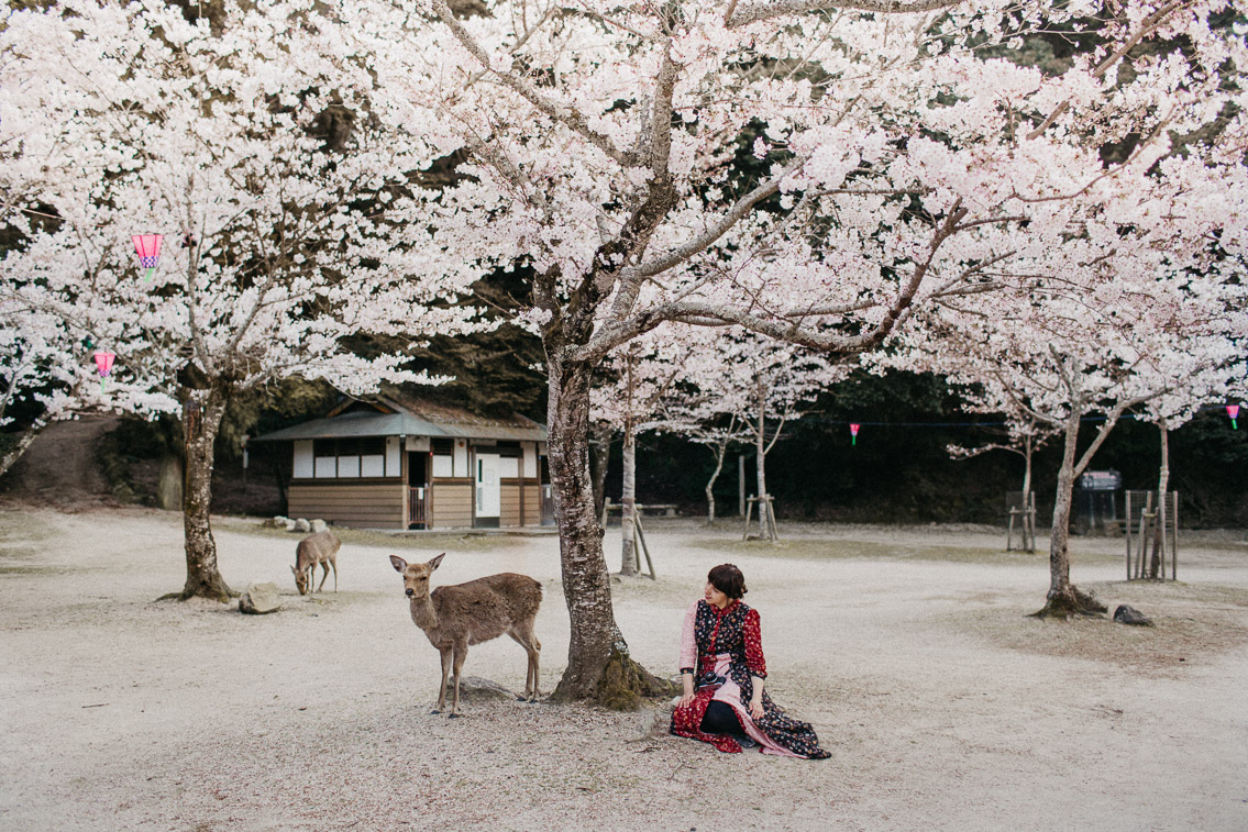 Sakura in Momijidani Park at Miyajima - The cat, you and us