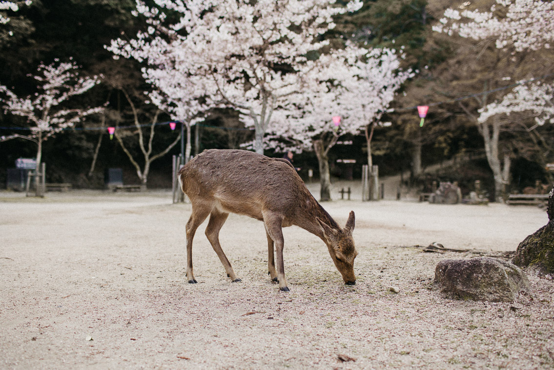 Sakura in Momijidani Park at Miyajima - The cat, you and us