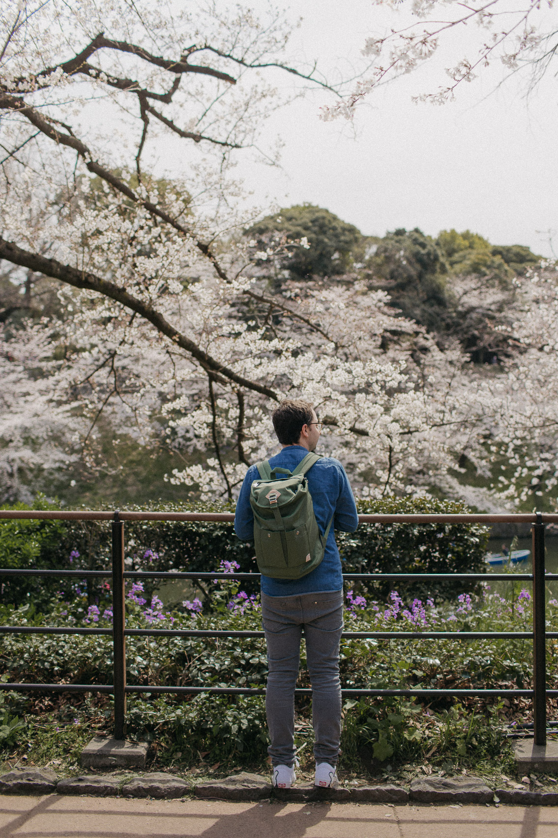 Chidorigafuchi park sakura season - The cat, you and us