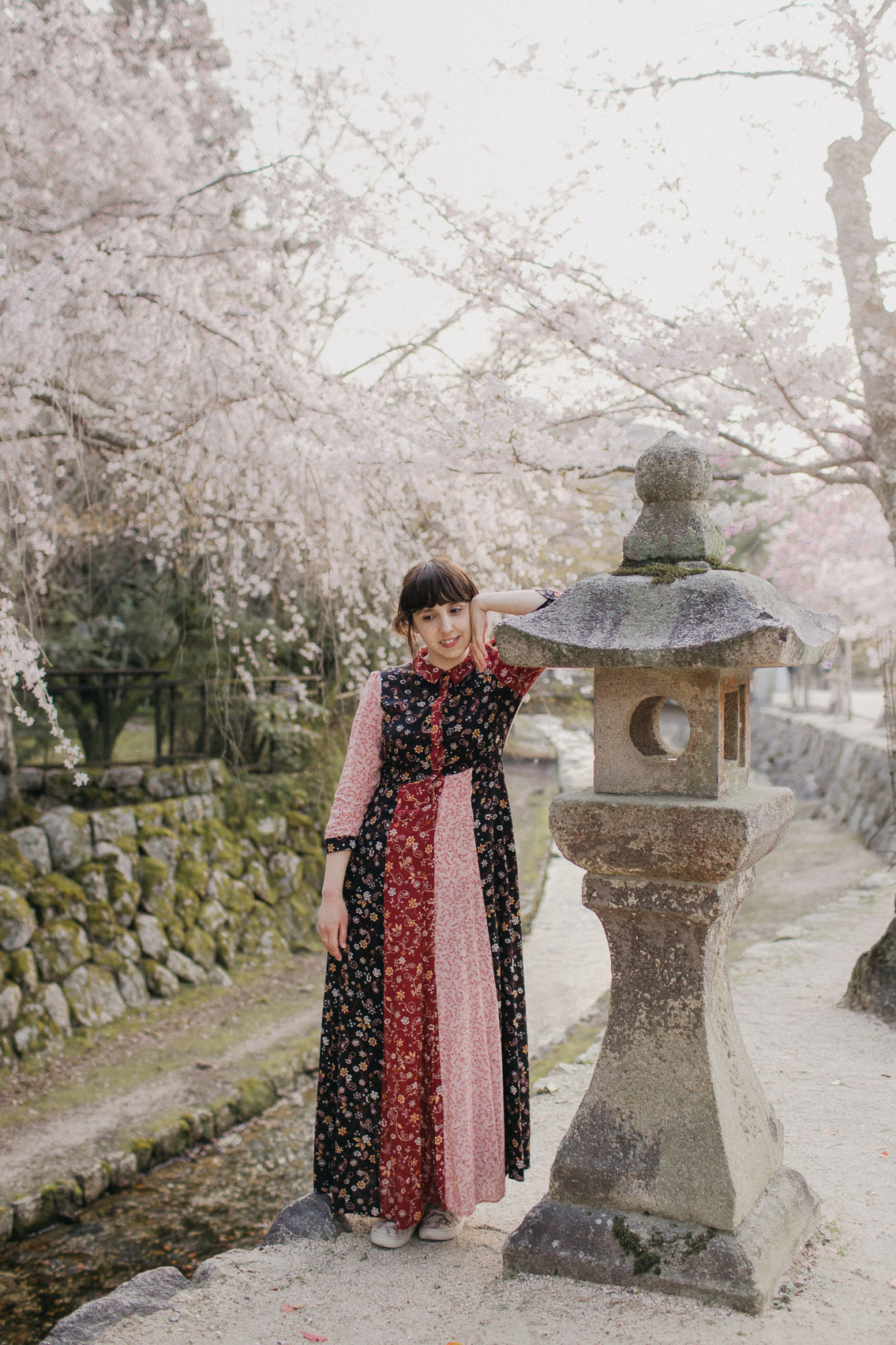 Sakura in Miyajima - The cat, you and us