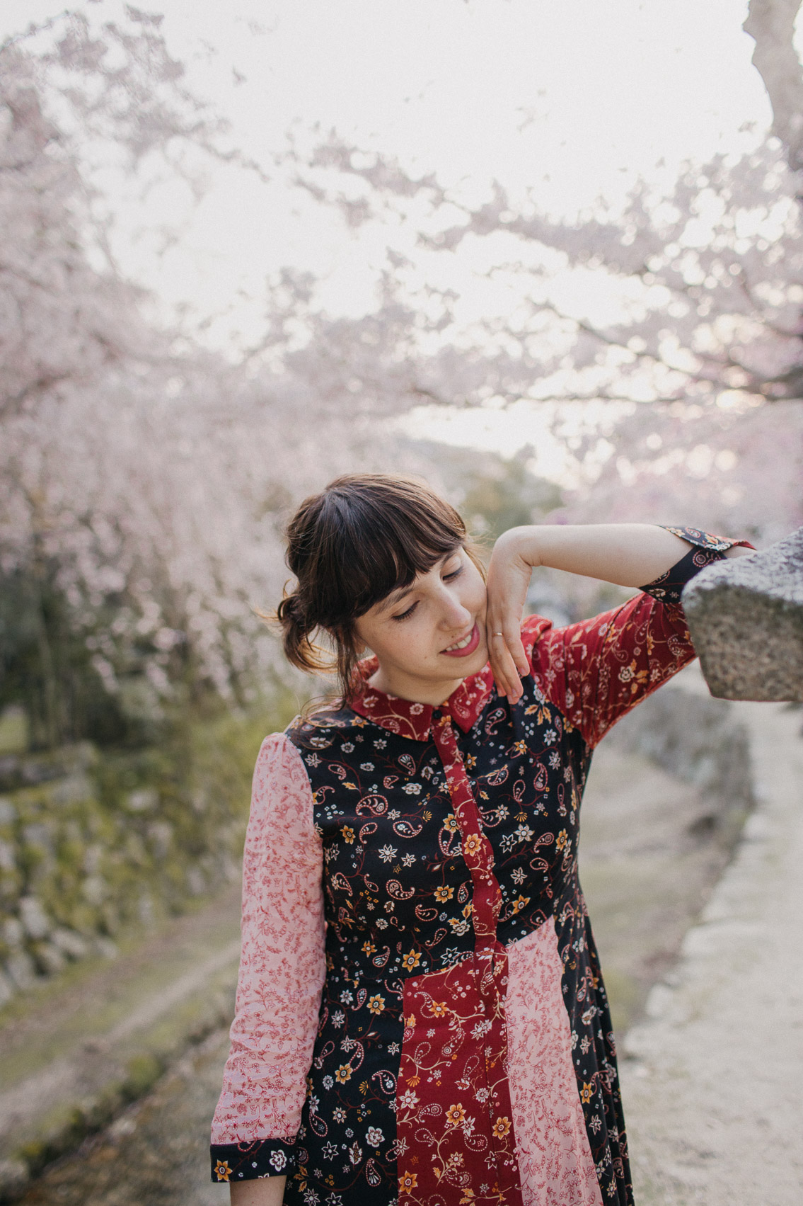 Sakura in Miyajima - The cat, you and us