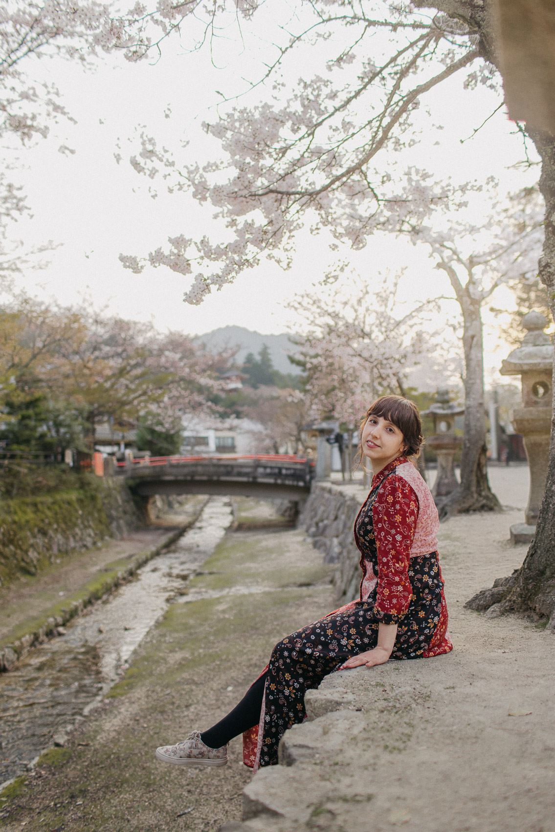 Sakura in Miyajima - The cat, you and us