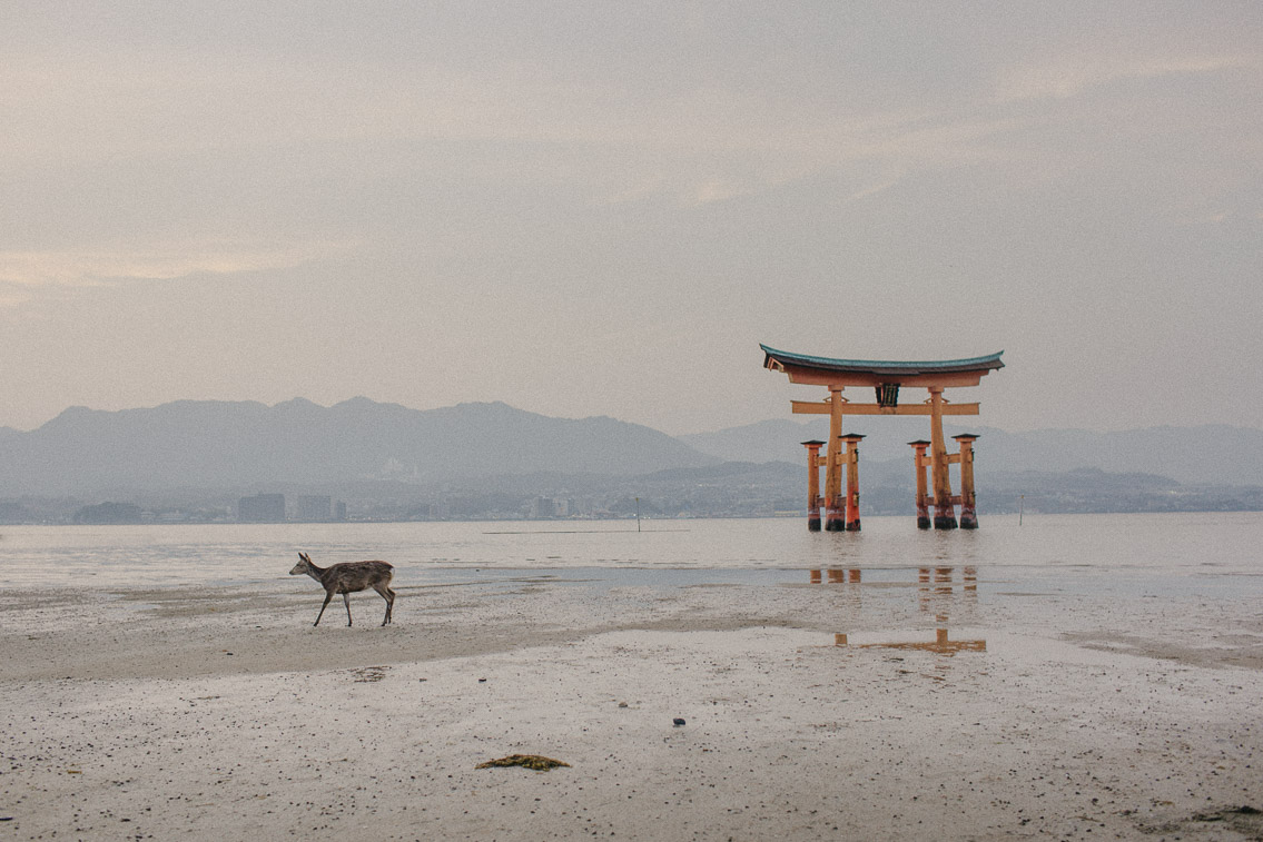 Sunset Miyajima floating torii - The cat, you and us