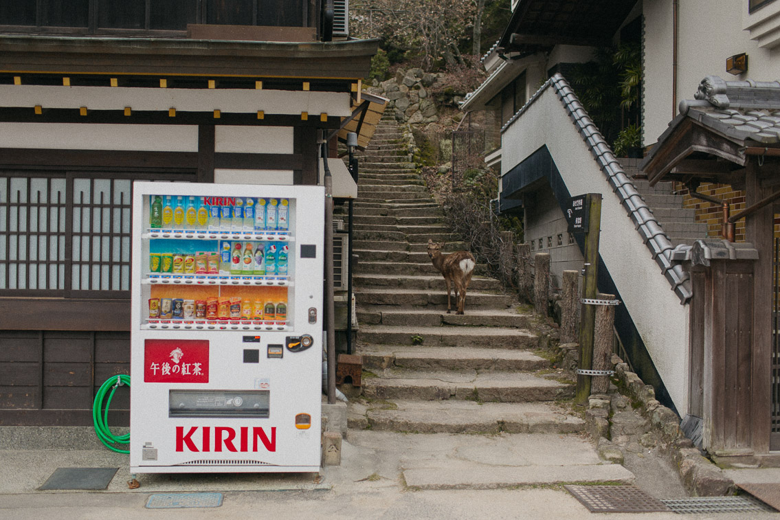 Deers in Miyajima - The cat, you and us