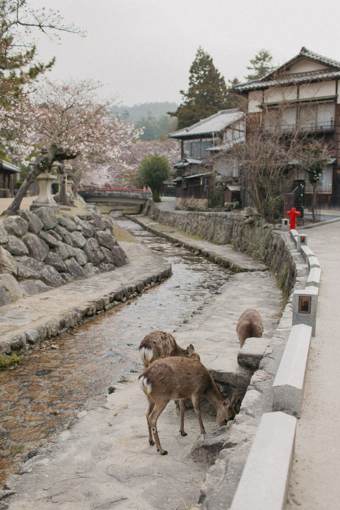 Deers in Miyajima - The cat, you and us