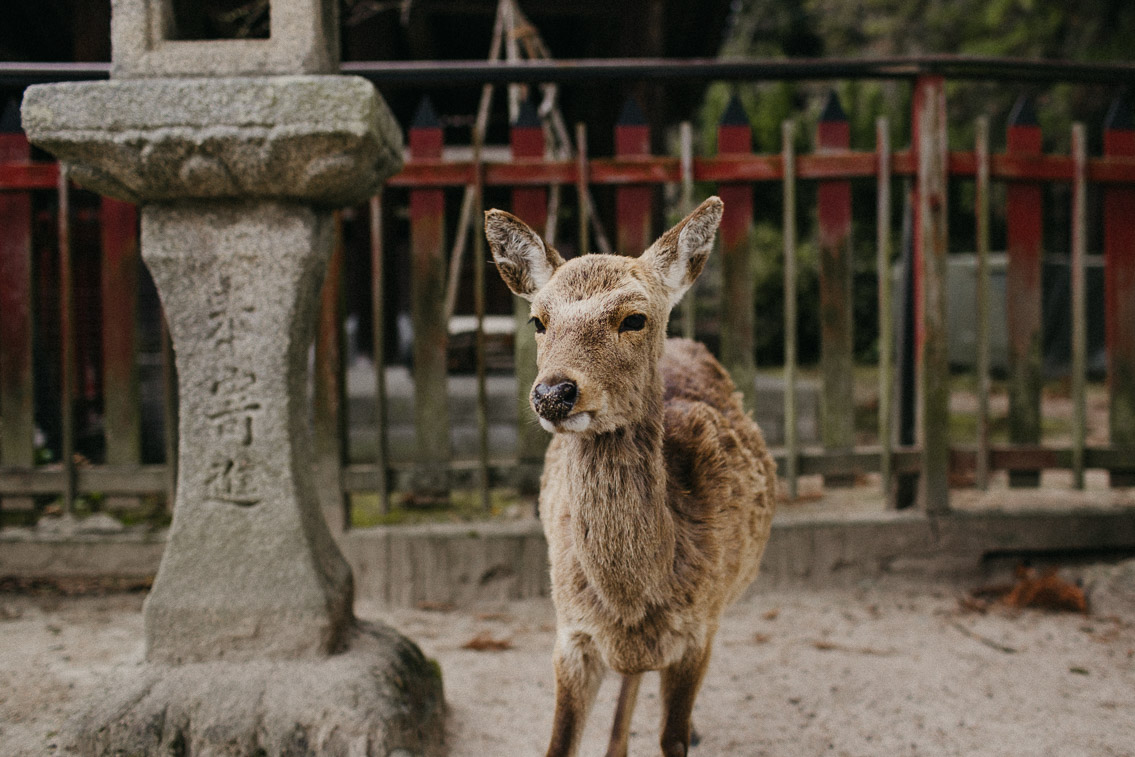 Deers in Miyajima - The cat, you and us