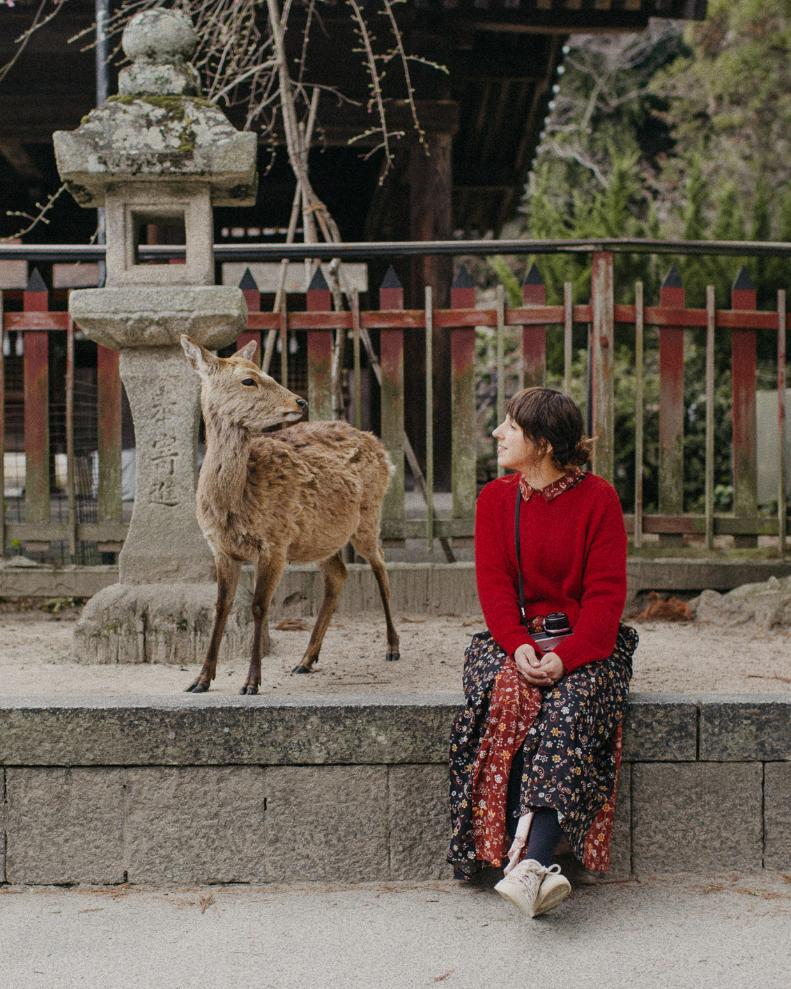 Deers in Miyajima - The cat, you and us