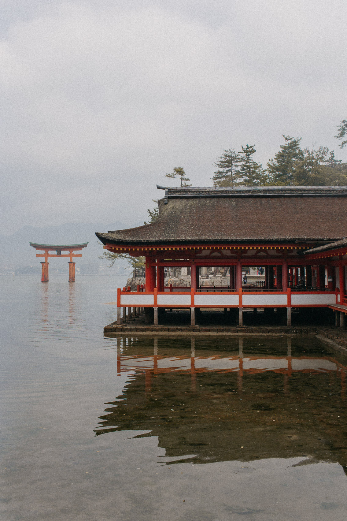 Itsukushima shrine Miyajima - The cat, you and us