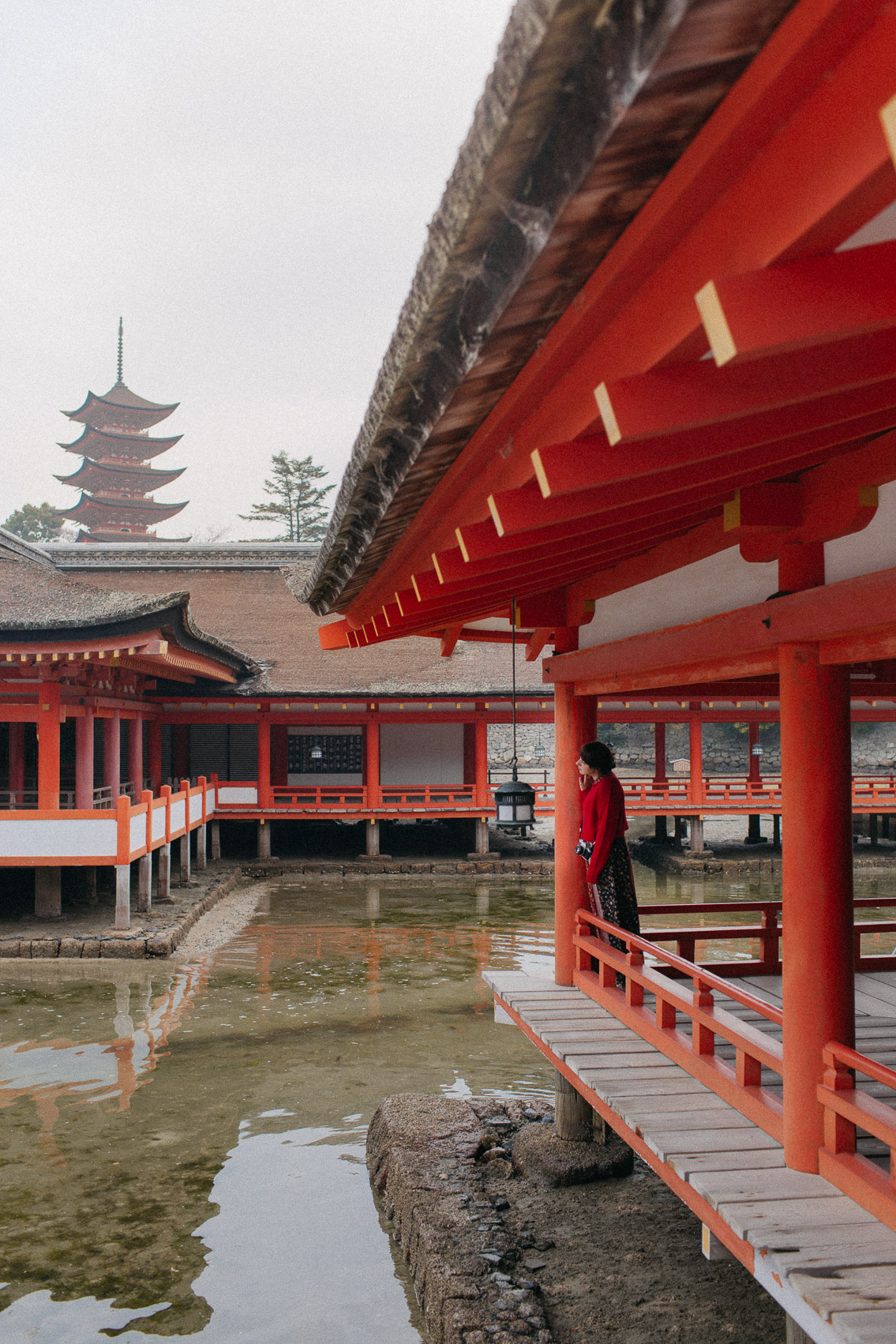 Itsukushima shrine Miyajima - The cat, you and us